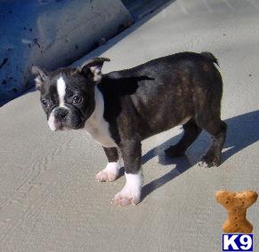Boston Terrier Puppies for Sale